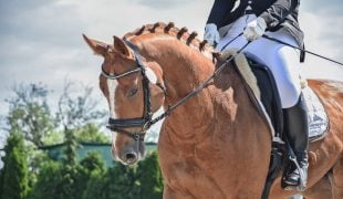 Deutsches Sportpferd