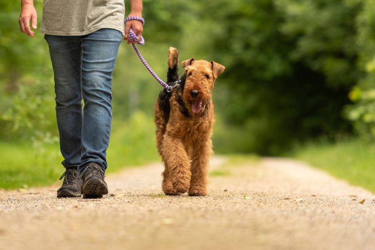 Leinenführigkeit trainieren mit deinem Hund ZooRoyal Magazin