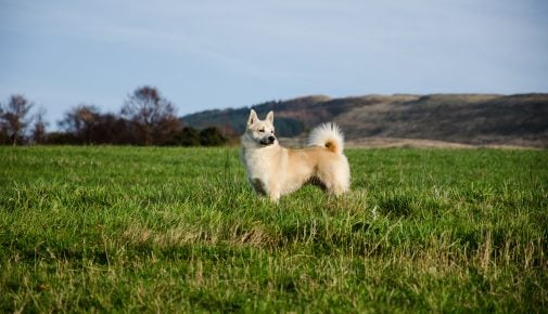 Norwegischer Buhund