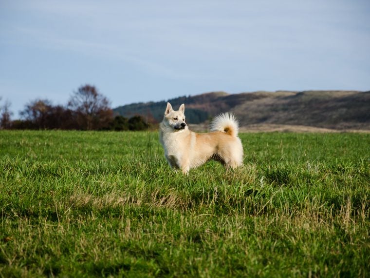 Norwegischer Buhund