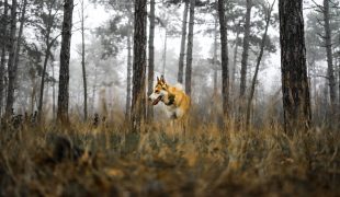 norwegischer lundehund