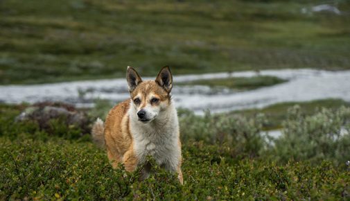 Norwegischer Lundehund steht in einer offenen, hügeligen Landschaft zwischen niedrigen Sträuchern.