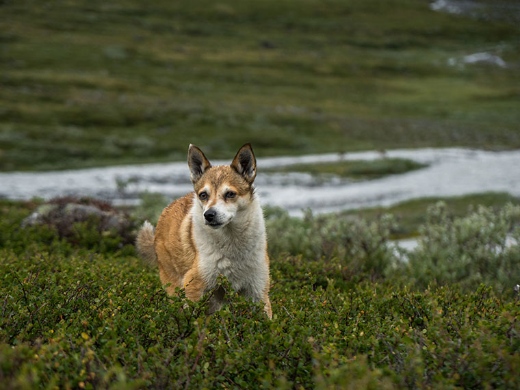 Norwegischer Lundehund steht in einer offenen, hügeligen Landschaft zwischen niedrigen Sträuchern.