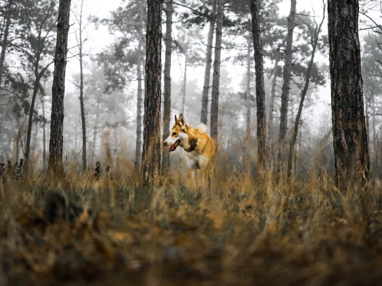 norwegischer lundehund