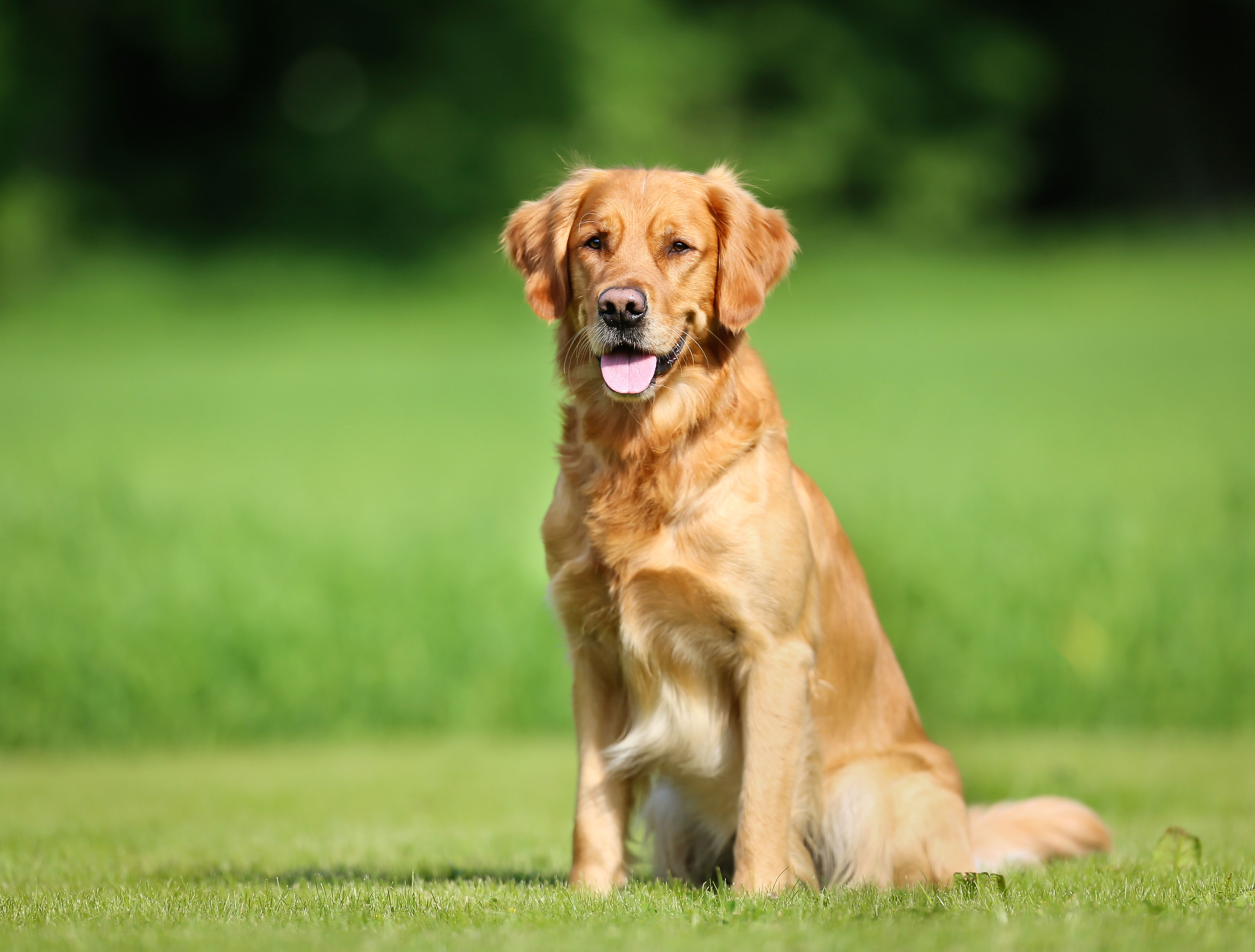 Sitz Trainieren Mit Deinem Hund Zooroyal Magazin