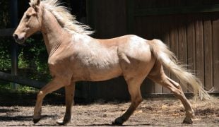 Tennessee Walking Horse