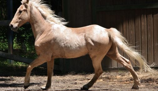 Tennessee Walking Horse