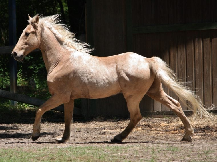 Tennessee Walking Horse