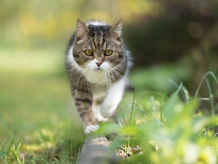 Übergewicht bei Katzen