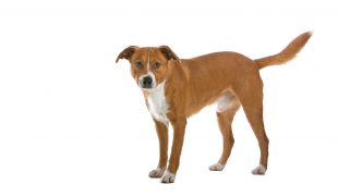 österreichischer Pinscher