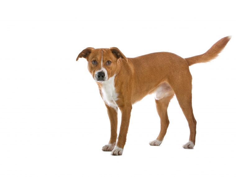 österreichischer Pinscher