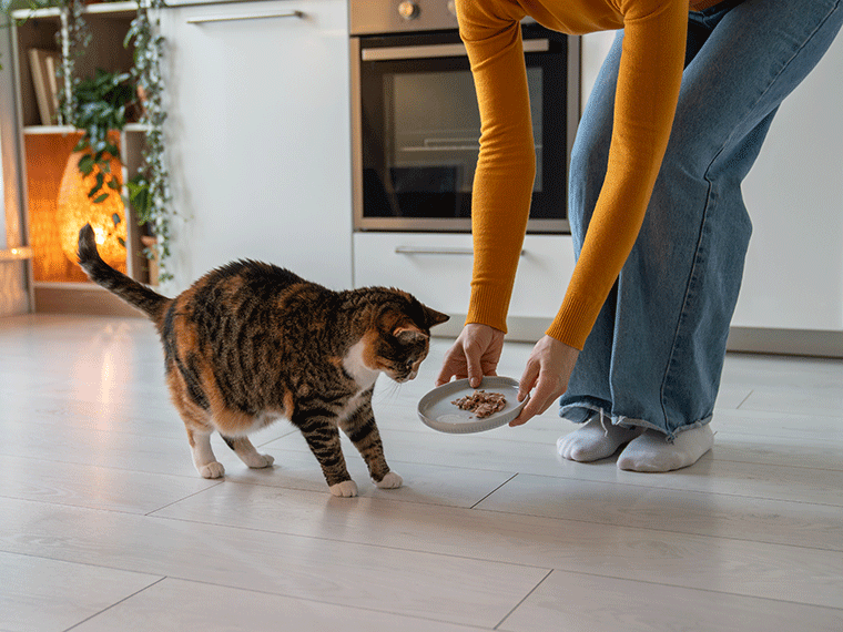 Katze Übergewicht
