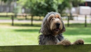 otterhound