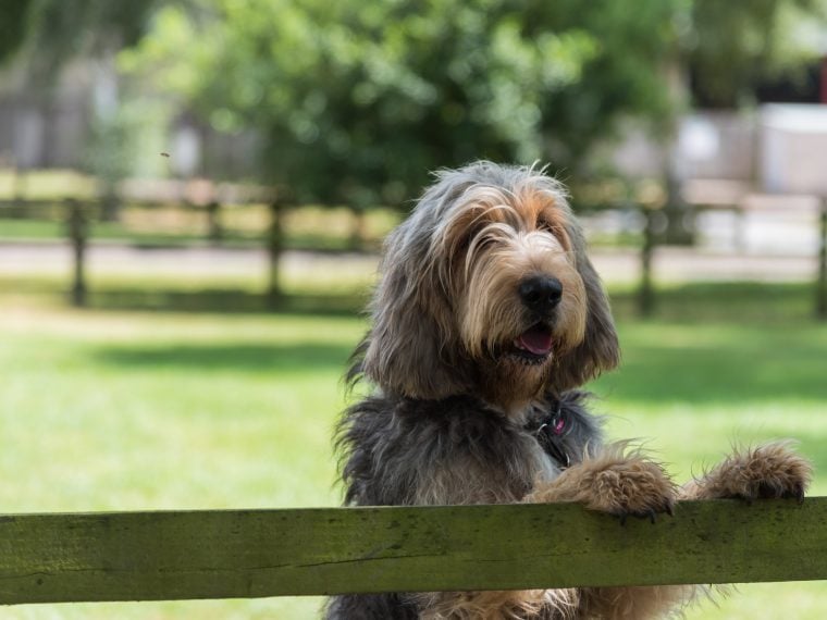 otterhound