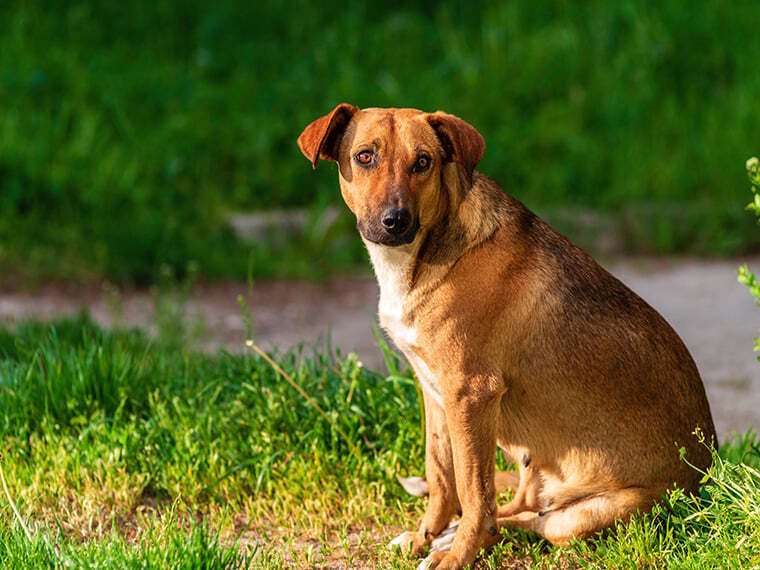 Österreichischer Pinscher