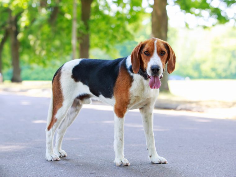 Beagle Harrier 