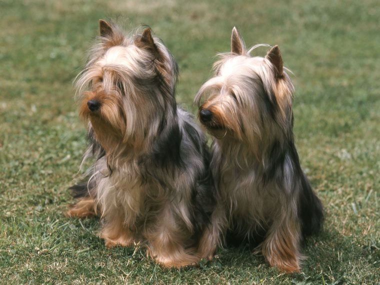 Australian Silky Terrier