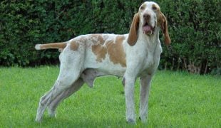 Bracco Italiano