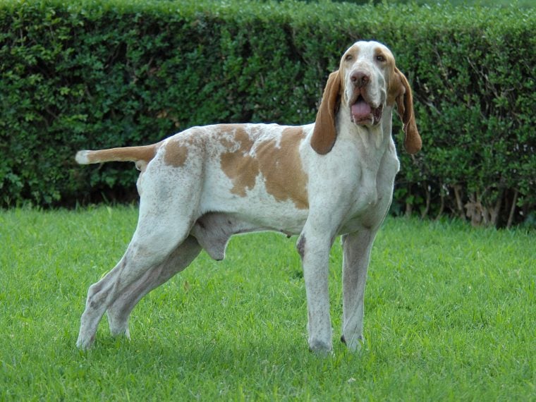 Bracco Italiano