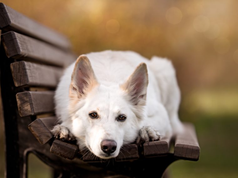 Hundetraining Kopf ablegen