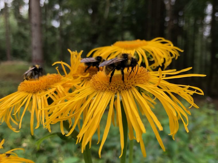 Herbstgarten