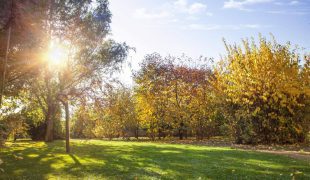 Herbstgarten