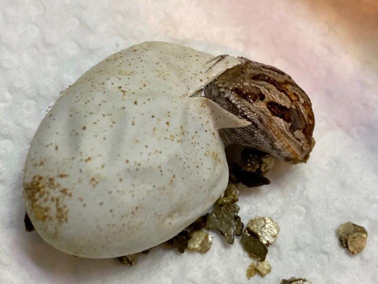 Bartagame schlüpft