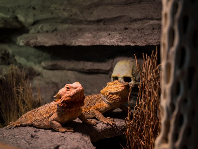 Bartagame Pärchen
