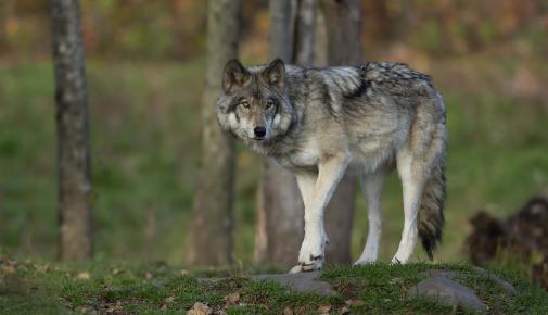 Wolfbegegnung