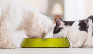 Immunstärkende Rezepte für Hunde und Katzen