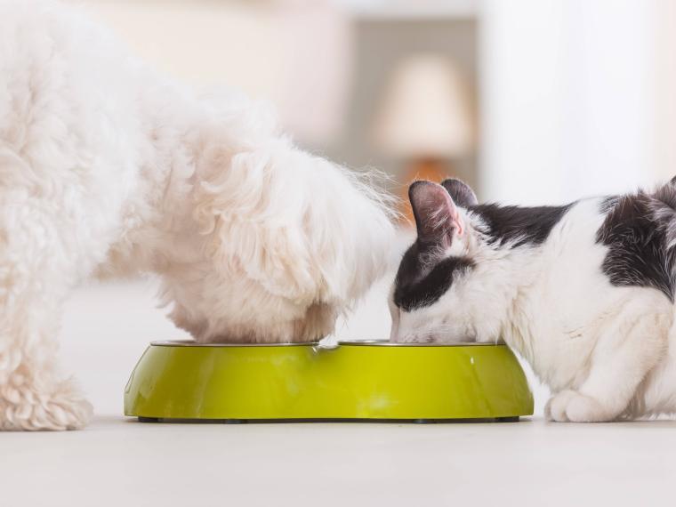 Immunstärkende Rezepte für Hunde und Katzen