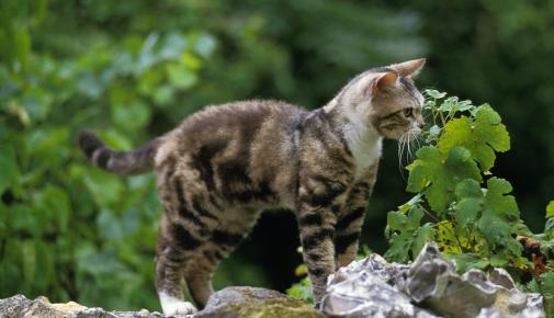 American Wirehair