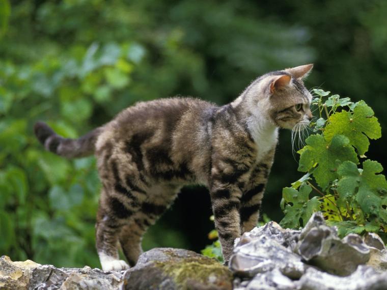 American Wirehair