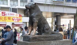 Statue Hachiko