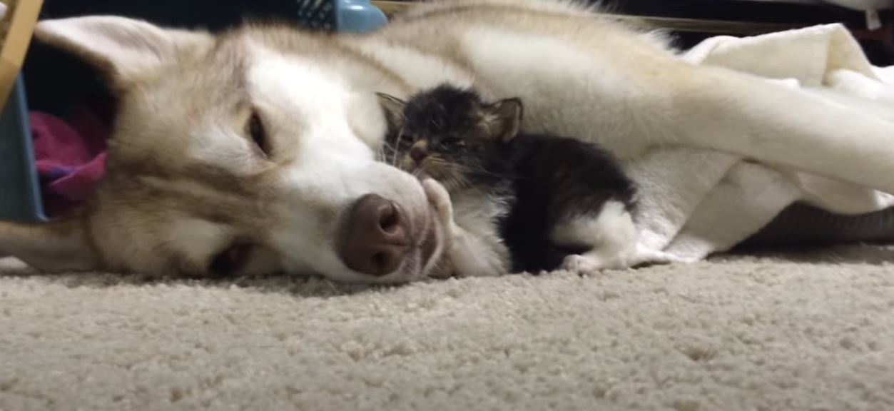 Husky und Kitten