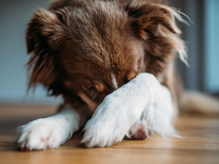 Angststörung beim Hund