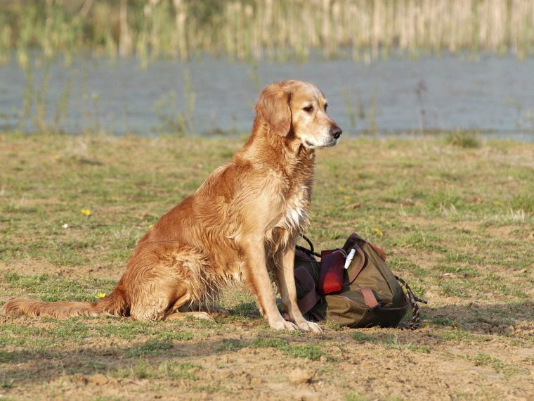 Dummy-Tasche