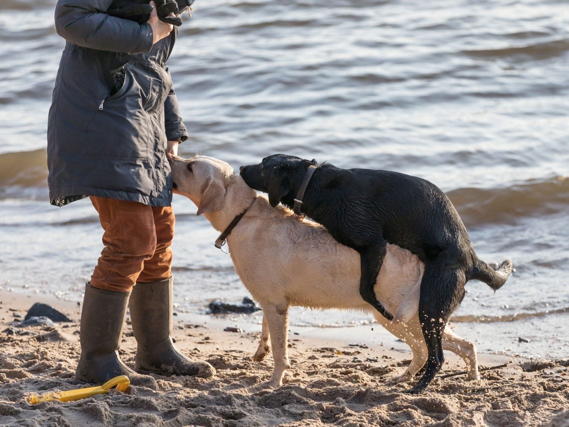 Gestörtes Sexualverhalten beim Hund ZooRoyal Magazin