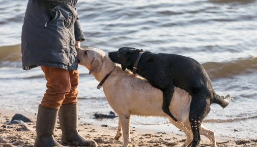 Gestörtes Sexualverhalten beim Hund