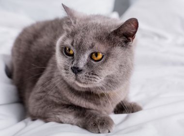Katze im Bett