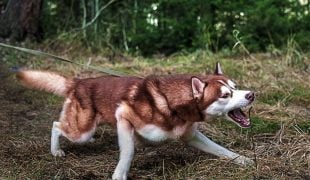 Leinenreaktivität beim Hund