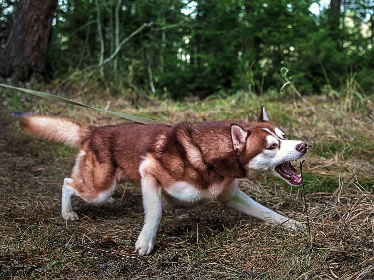 Leinenreaktivität beim Hund