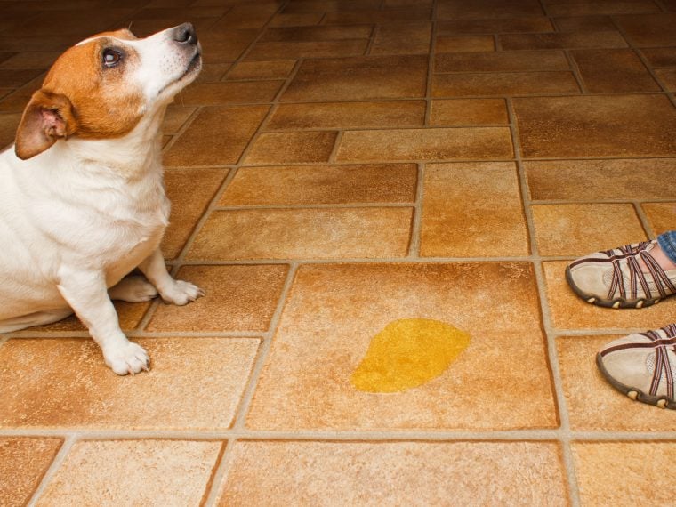 Niereninsuffizienz beim Hund