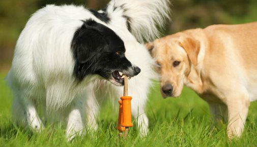 Übertriebene Ressourcenverteidigung bei Hunden