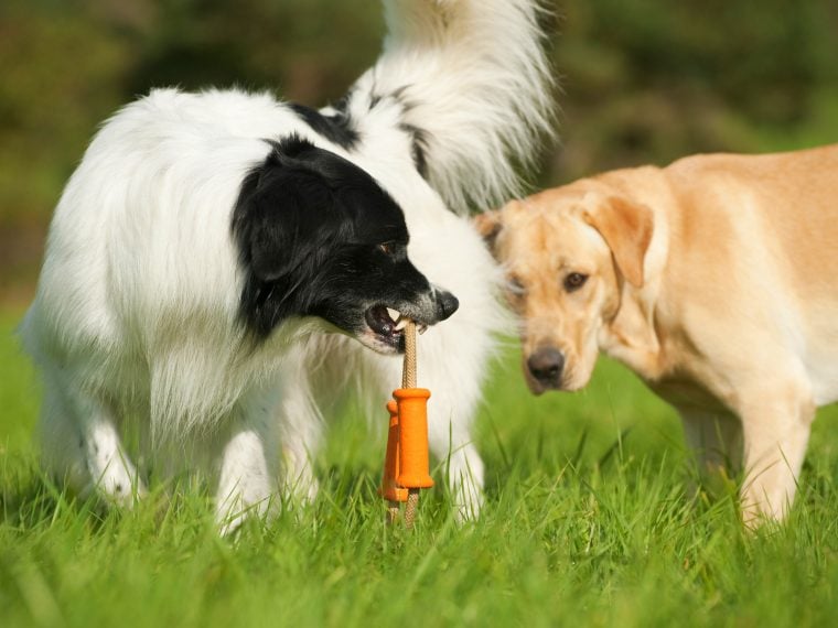 Übertriebene Ressourcenverteidigung beim Hund