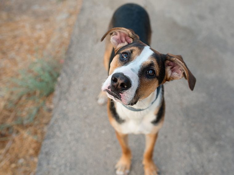 Ungehorsam bei Hunden