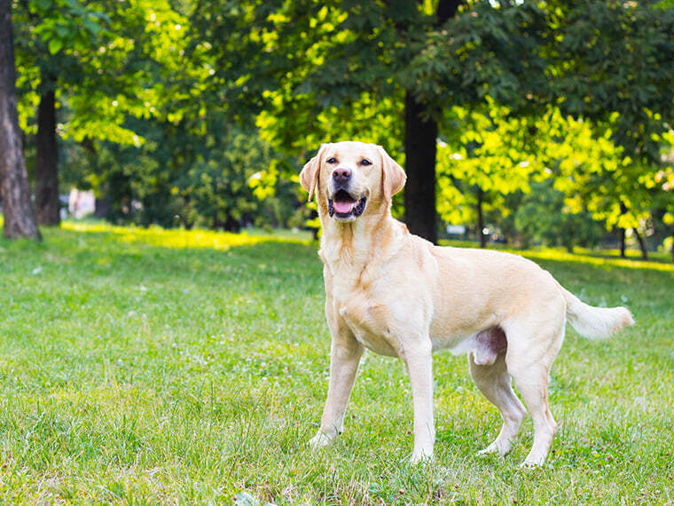 Rückwärts gehen Hund