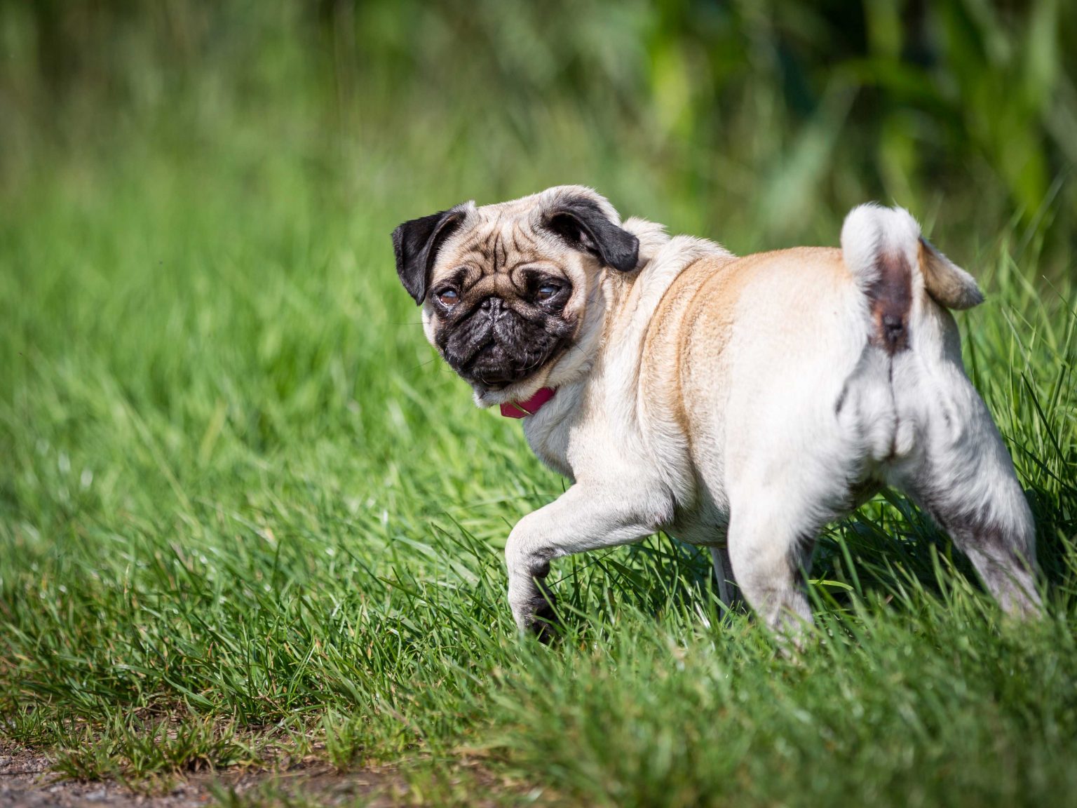 Rückwärts gehen Hundetrick Anleitung