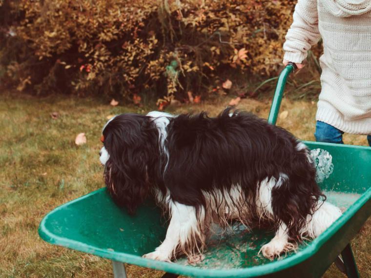 Schubkarre fahren mit dem Hund