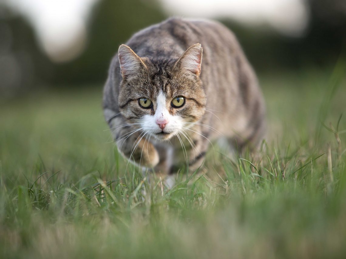 Jagdverhalten von Katzen verstehen ZooRoyal Magazin